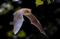 chauve-souris © Adobestock