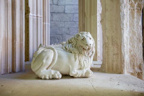 lion © Alex Nollet-La Chartreuse