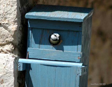 mésange bleue © Pierre Michel